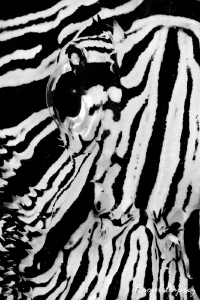 Zebra by Raoul Caprez 